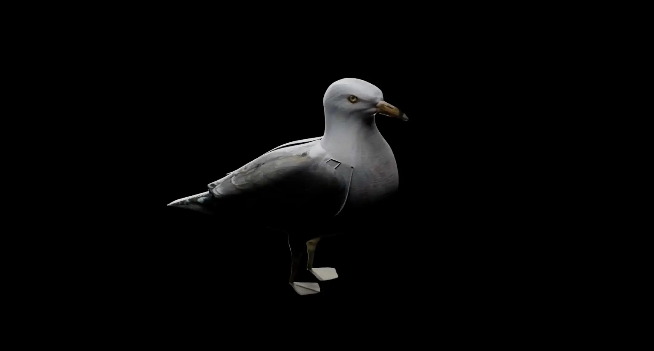 Gulls
