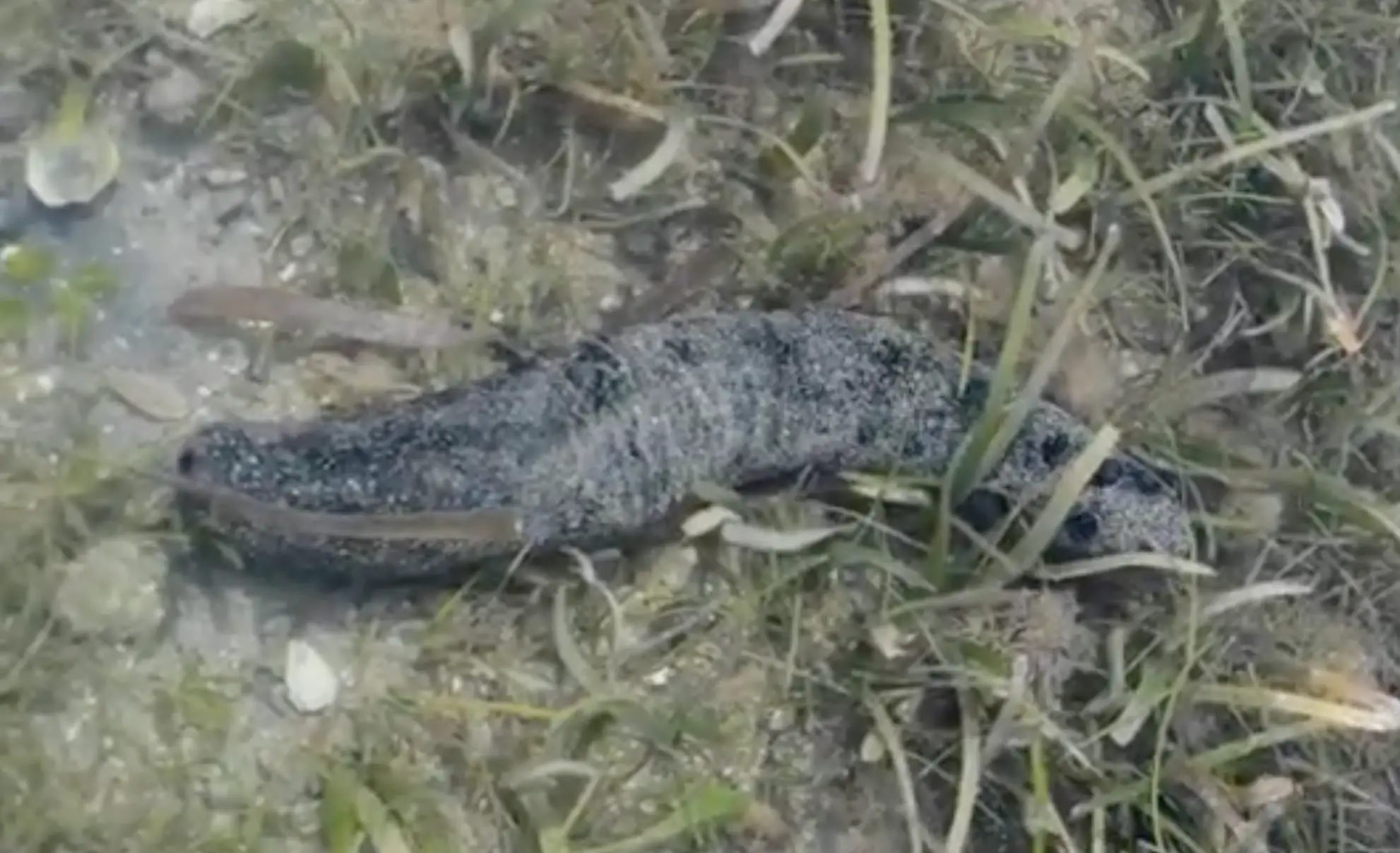 Sea Cucumber
