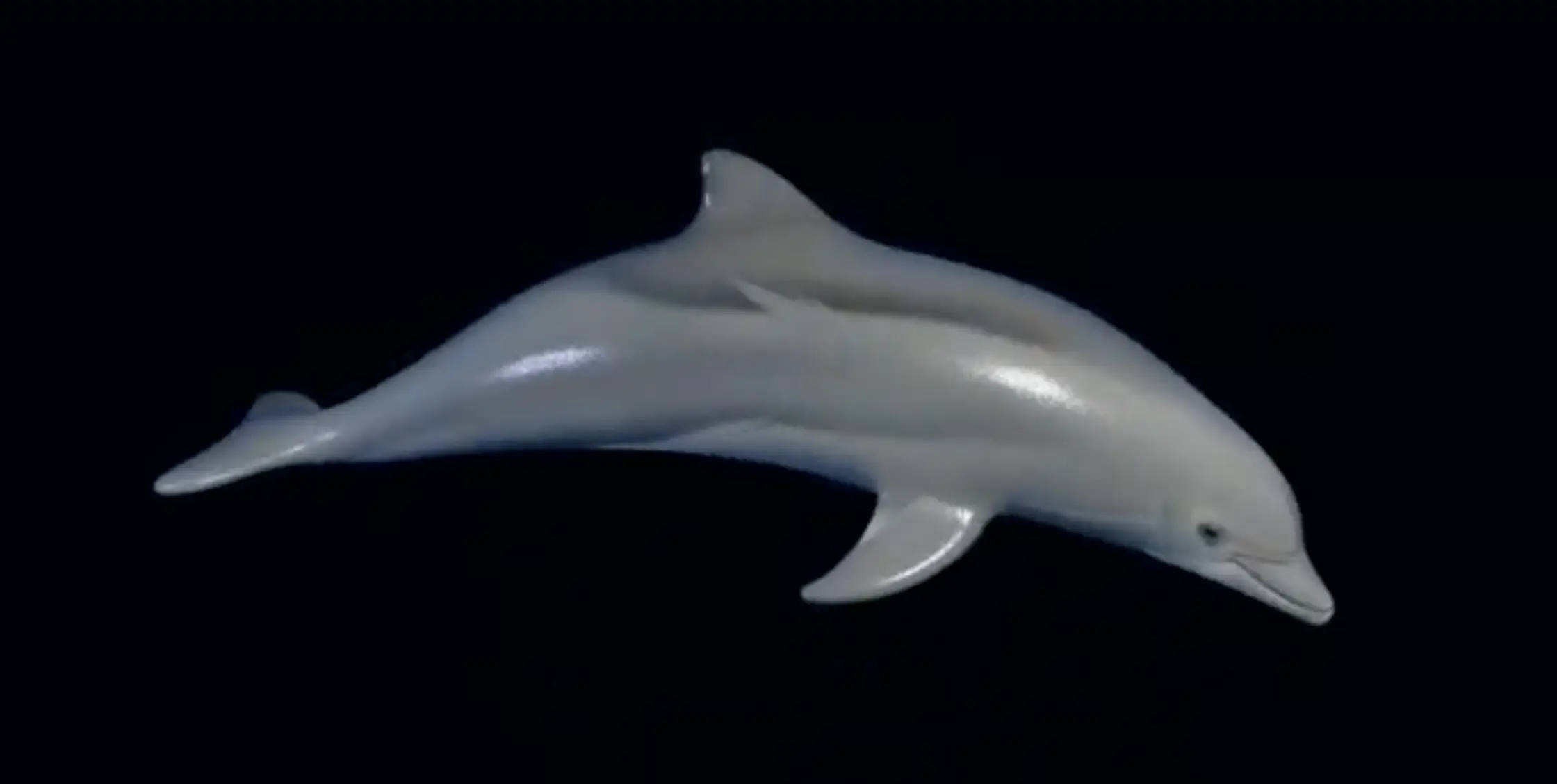 Dolphin