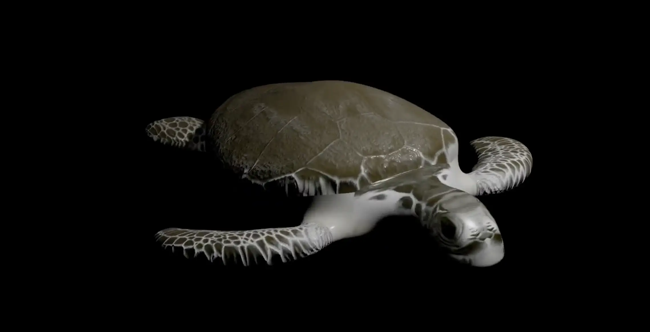 Turtle