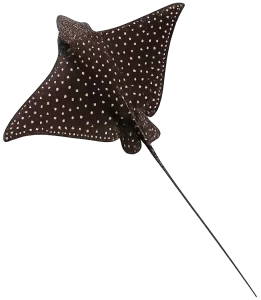 Manta Ray