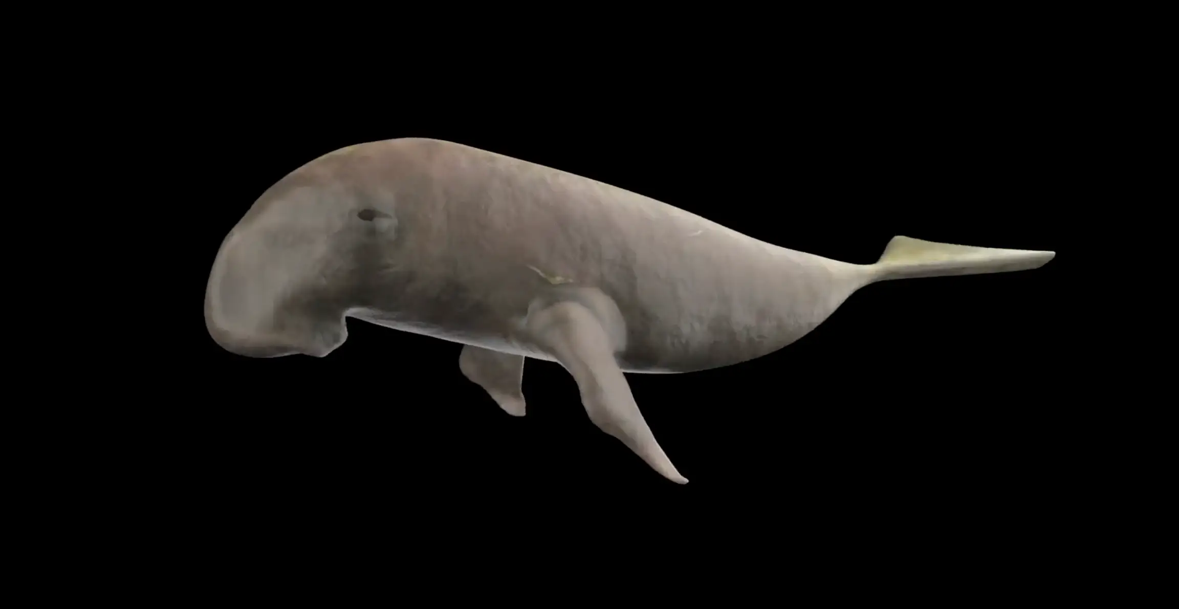 Dugong