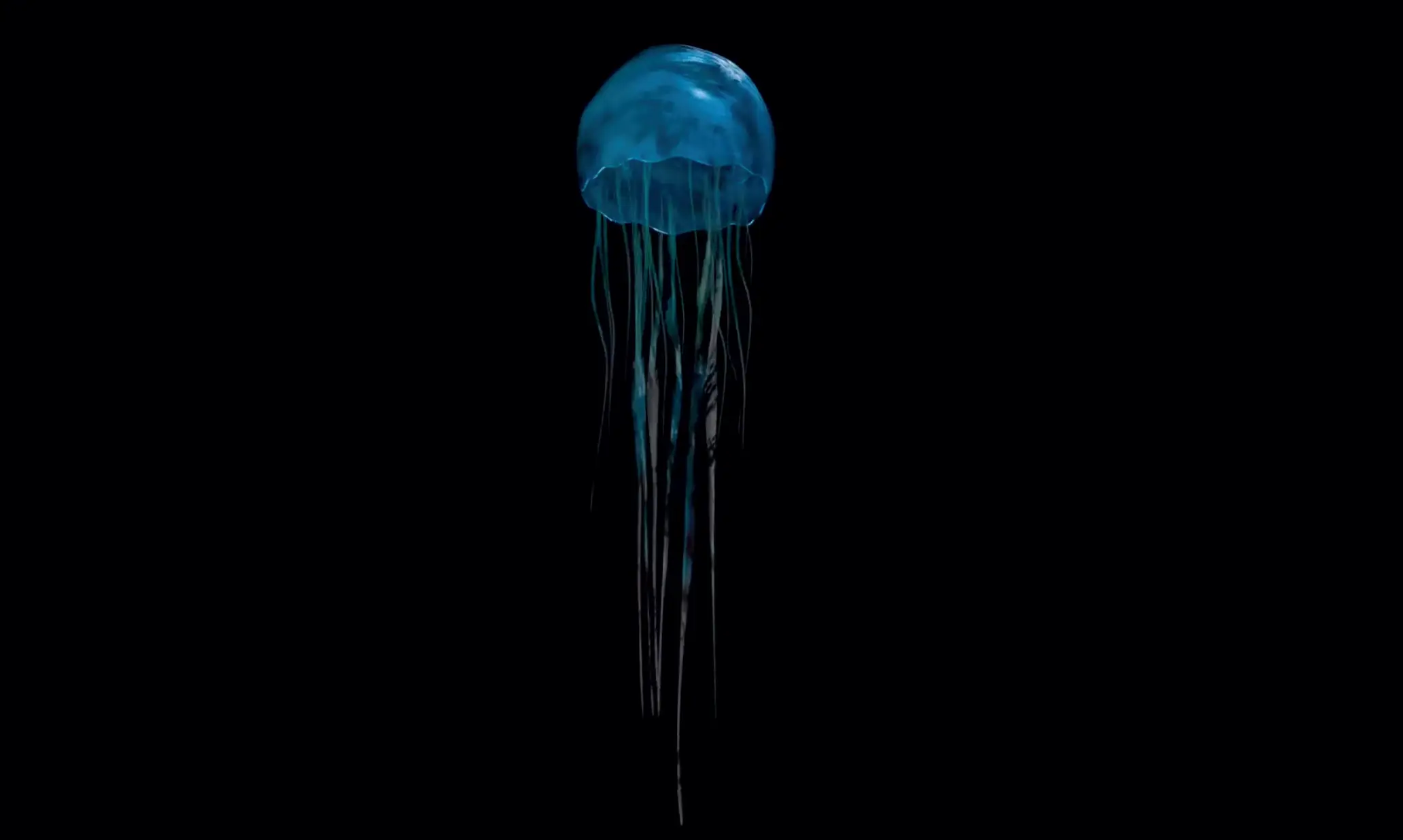 Jelly Fish