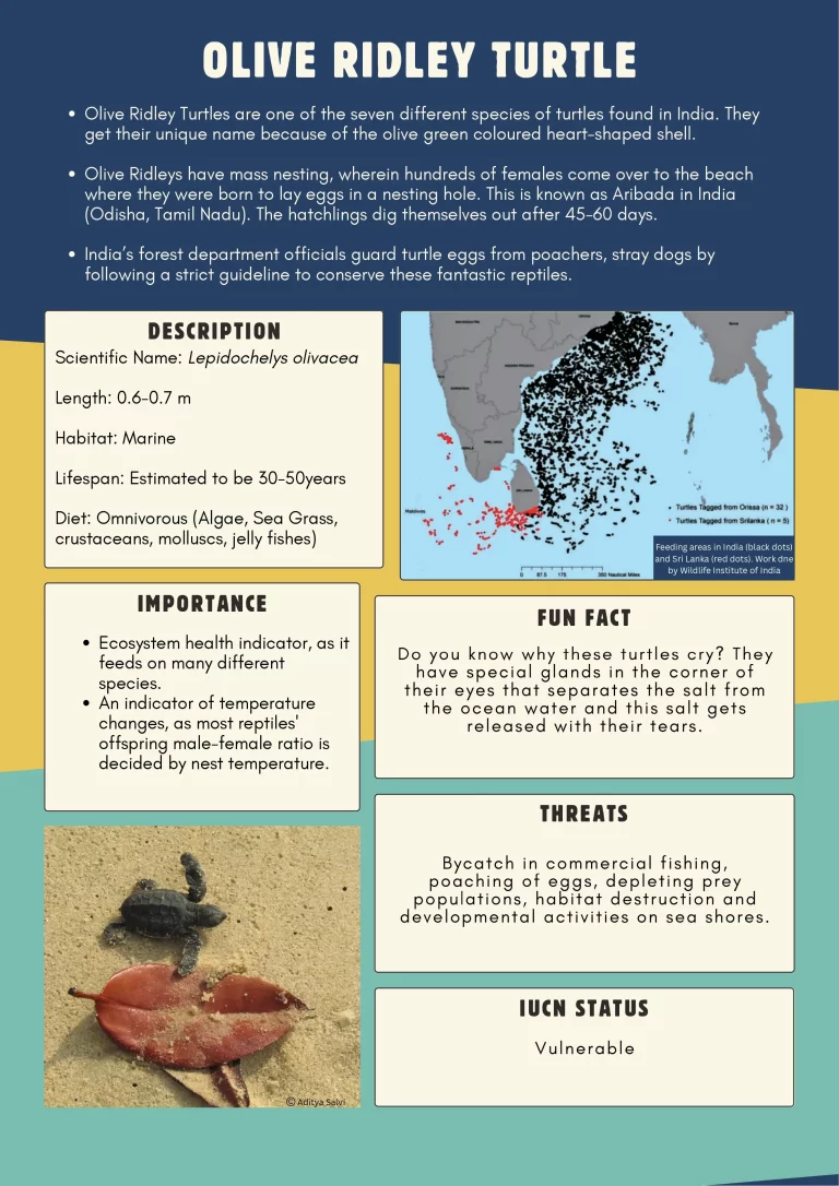 Olive Ridley Turtle