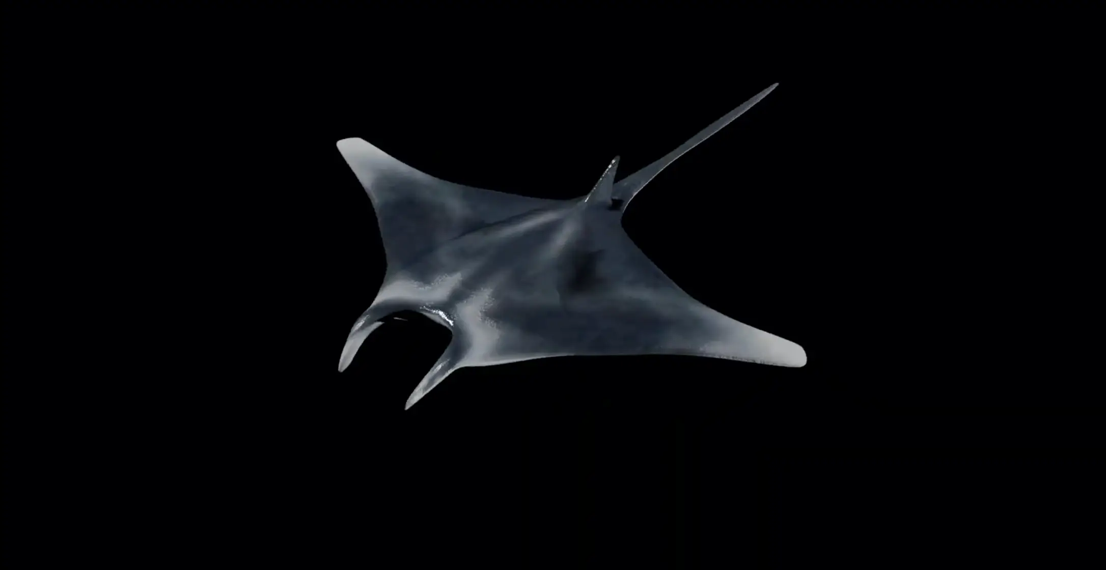 Manta Ray