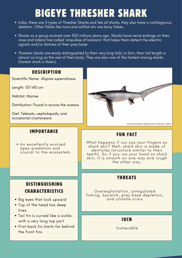 Shark