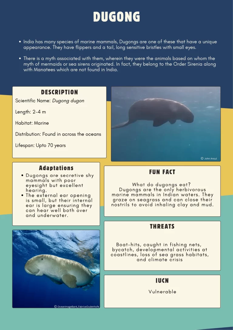 dugong