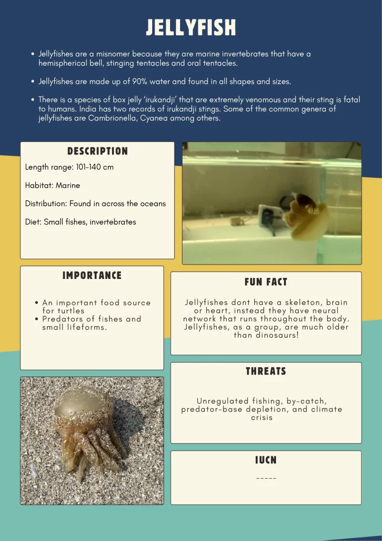 jellyfish