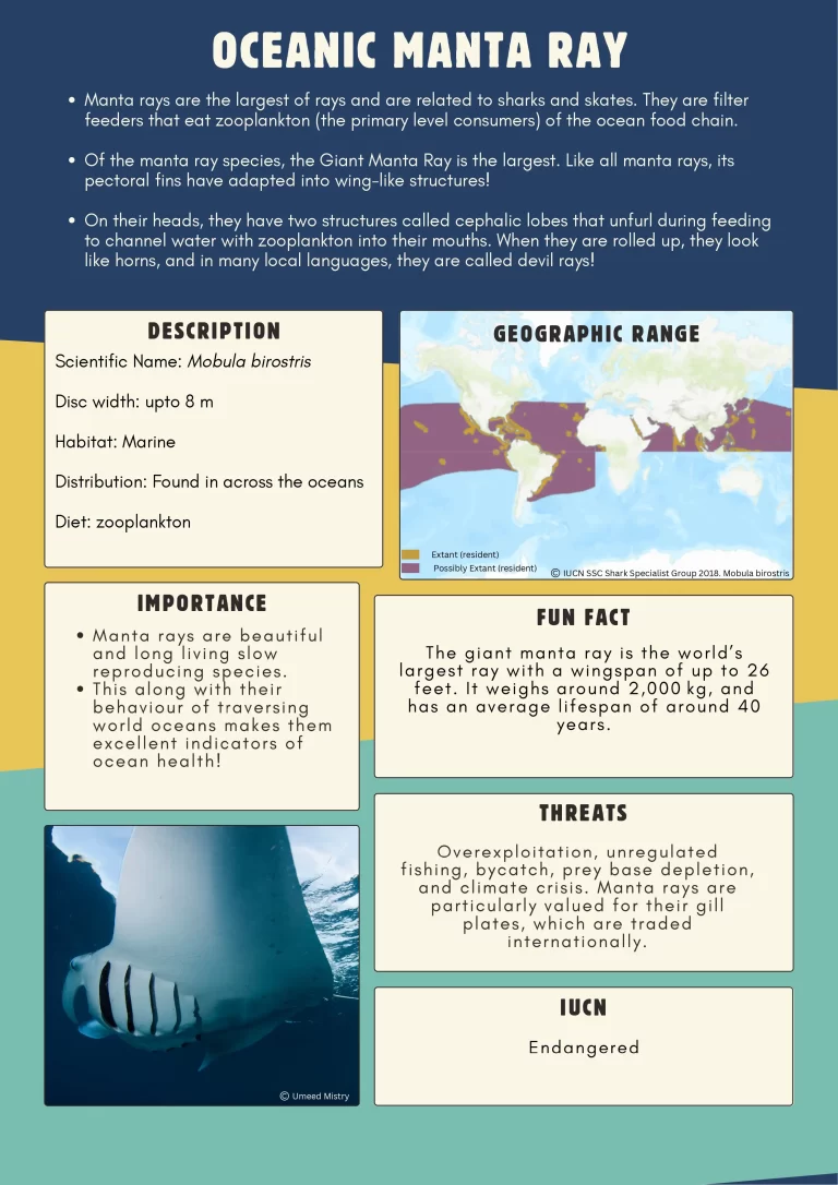 manta ray