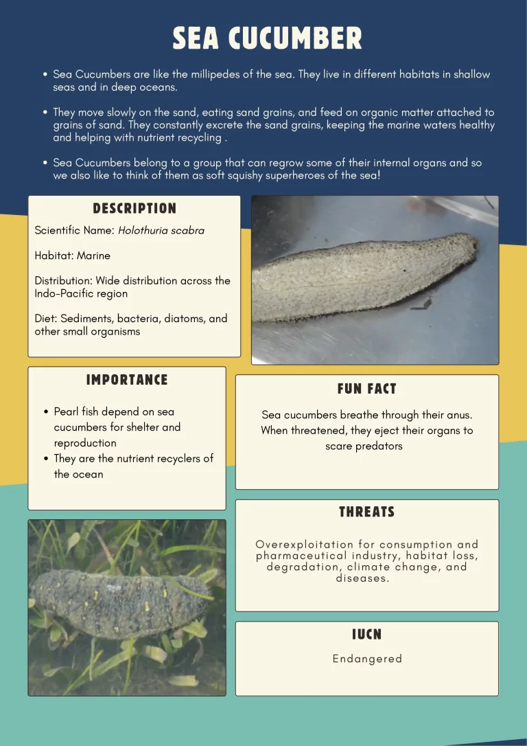 sea cucumber