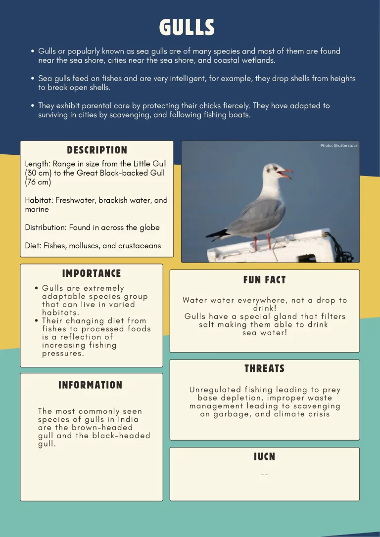 sea gull