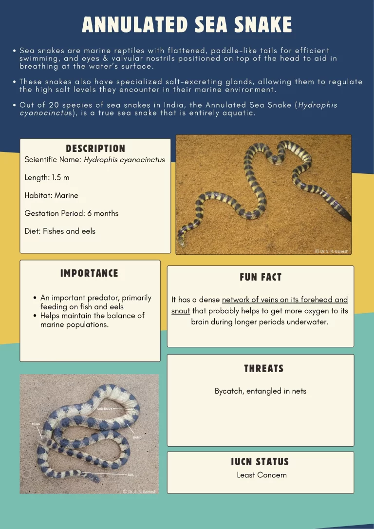sea snake